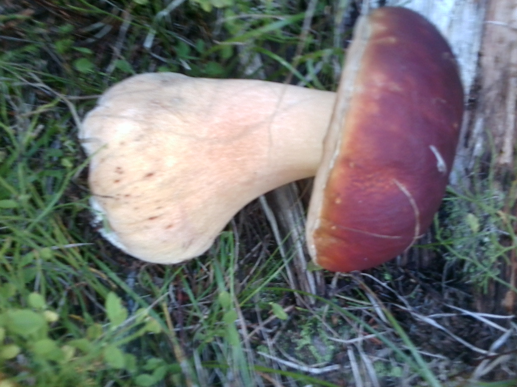 0906131549 - Montana Mushrooms