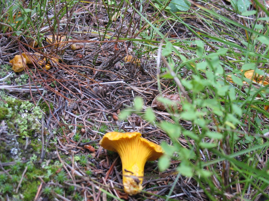 chanterelle-montana-mushrooms