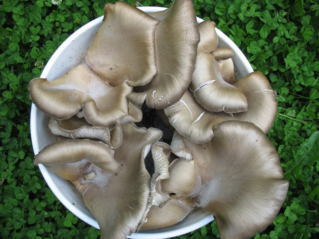 Вешенки грибы фото в лесу и разновидности съедобные и несъедобные