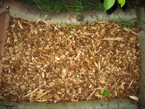 Garden Giant Mushroom Bed